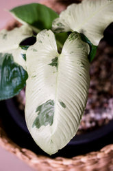 Homalomena sp. Banten
